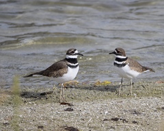 Charadrius vociferus