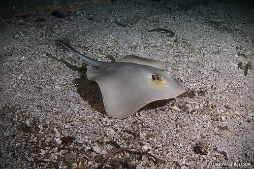 Common Stingray, photo 2 of 10