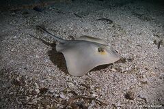 Common Stingray photo 2