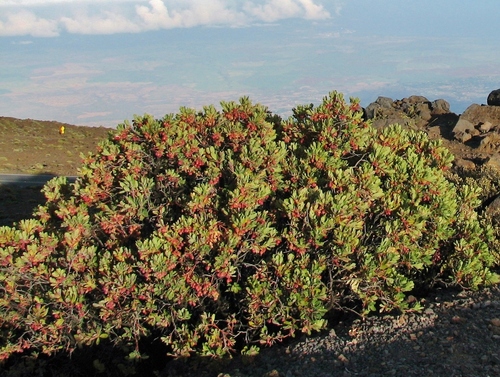 Coprosma pubens