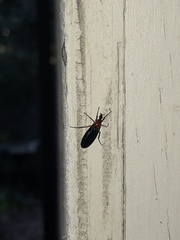 Dilophus serotinus
