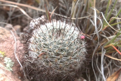 Mammillaria gilensis