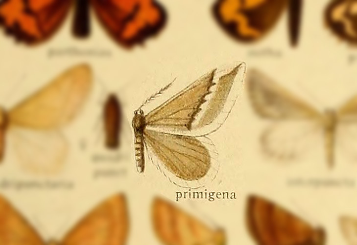 Phthorarcha primigena