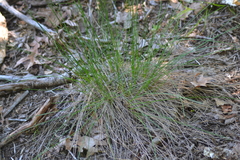 Eleocharis tricostata