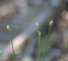 Eleocharis tricostata