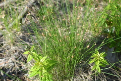 Eleocharis tricostata