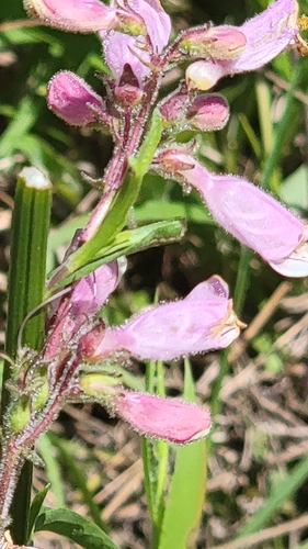 Image of Eustis Lake Beardtongue by (c) Rebecca Gimenez Husted, some rights reserved (CC BY)