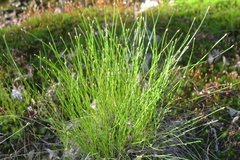 Eleocharis tricostata