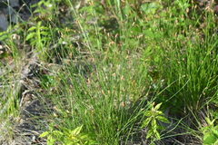 Eleocharis tricostata