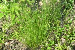 Eleocharis tricostata