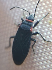 Melacoryphus rubicollis