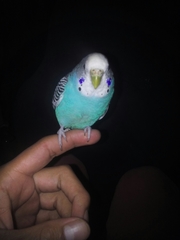 Melopsittacus