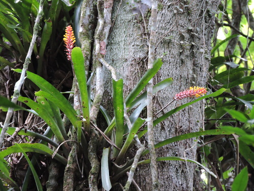 Aechmea blumenavii, photograph 3