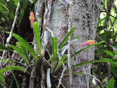 Aechmea blumenavii, photograph (c) Fabrício Mil Homens Riella, some rights reserved (CC BY)
