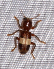 Enoclerus quadrisignatus
