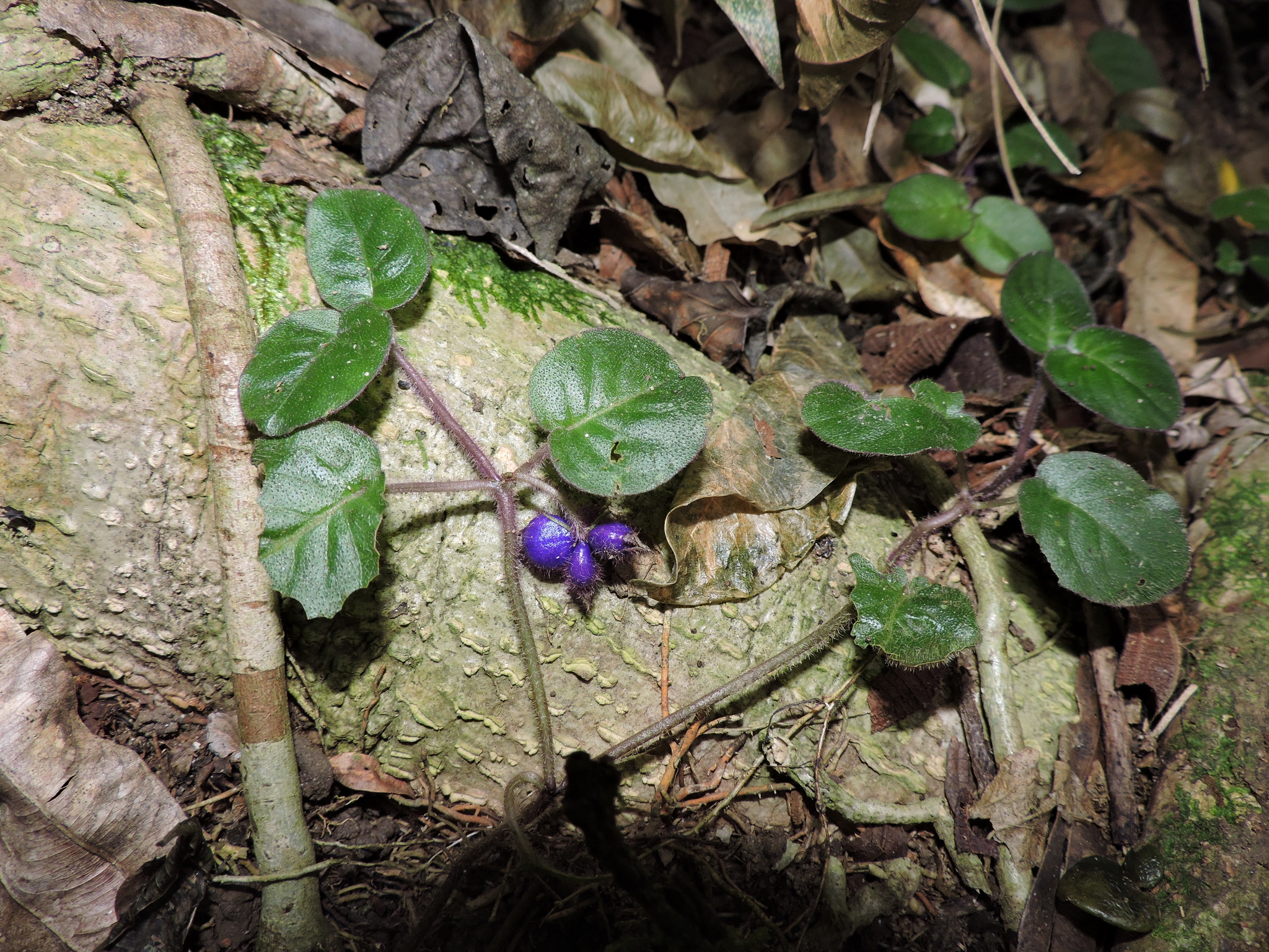 Coccocypselum cordifolium