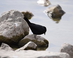 Euphagus cyanocephalus