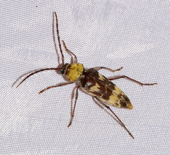 Megacyllene antennata