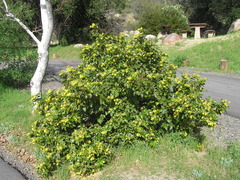 Berberis pinnata