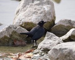 Euphagus cyanocephalus