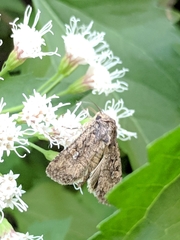 Lacinipolia teligera