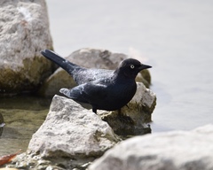 Euphagus cyanocephalus