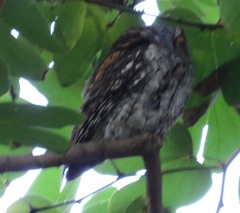 Psiloscops flammeolus