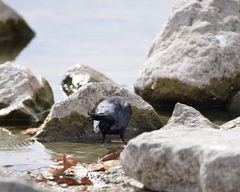 Euphagus cyanocephalus