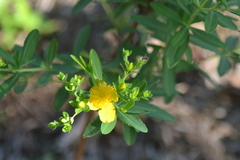 Hypericum swinkianum