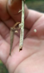 Marasmius curreyi