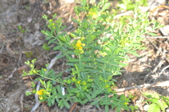 Hypericum swinkianum