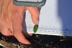 Hypericum swinkianum