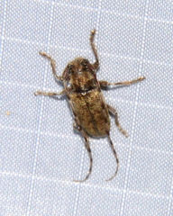 Estoloides sordida