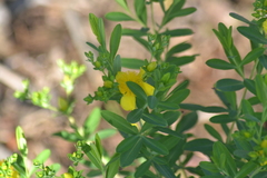 Hypericum swinkianum