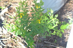Hypericum swinkianum