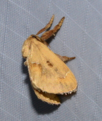 Monoleuca occidentalis