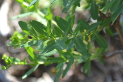 Hypericum swinkianum