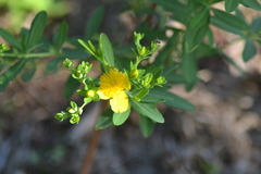 Hypericum swinkianum