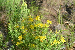 Hypericum swinkianum
