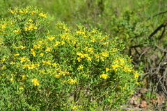 Hypericum swinkianum