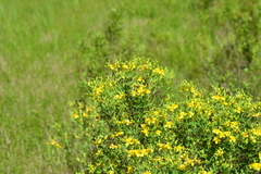 Hypericum swinkianum