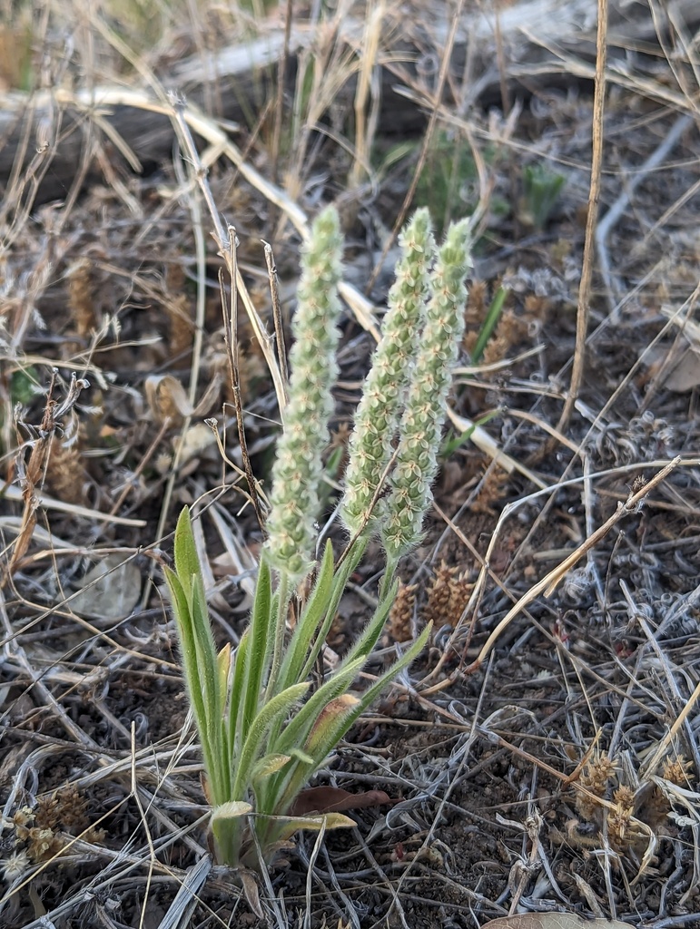 Woolly Plantain
