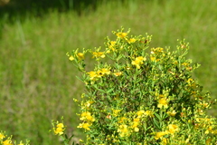 Hypericum swinkianum