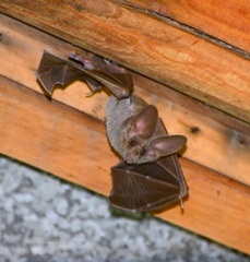 Macrotus californicus