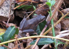 Pseudacris triseriata