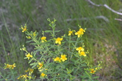 Hypericum swinkianum