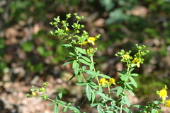 Hypericum swinkianum