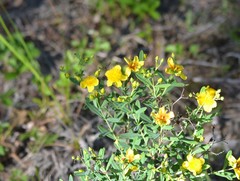 Hypericum swinkianum