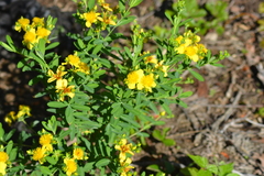 Hypericum swinkianum