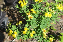 Hypericum swinkianum